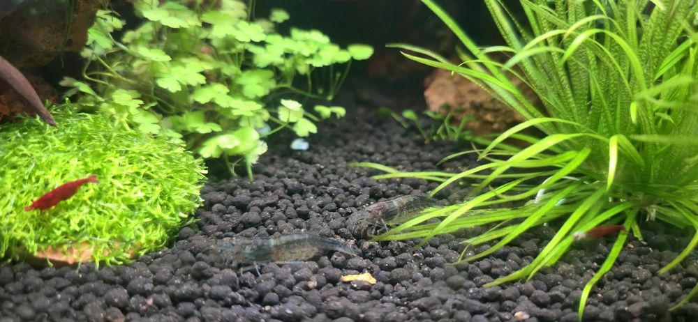 Креветки Амано, аманки