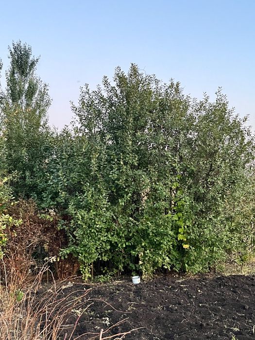 Продам дачу С/о Каштан