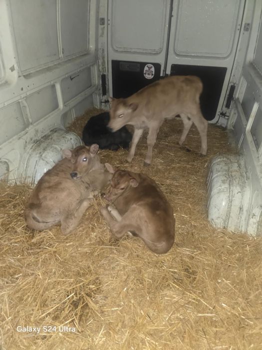 Продавам месодайни сукалчета мъжки и женски