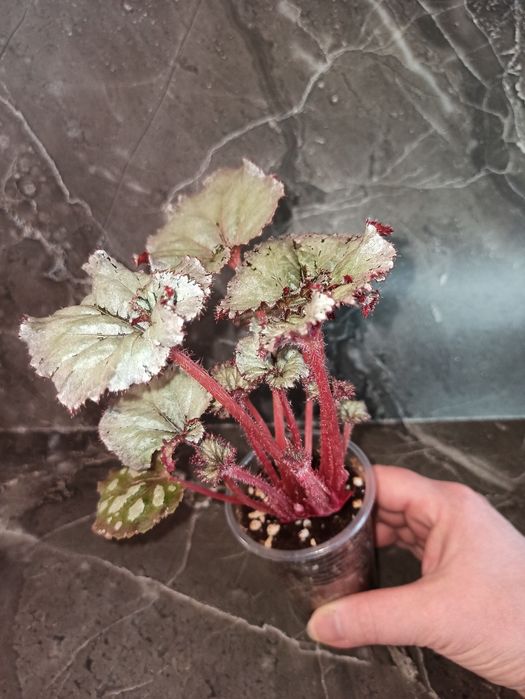 Бегония сортовая.