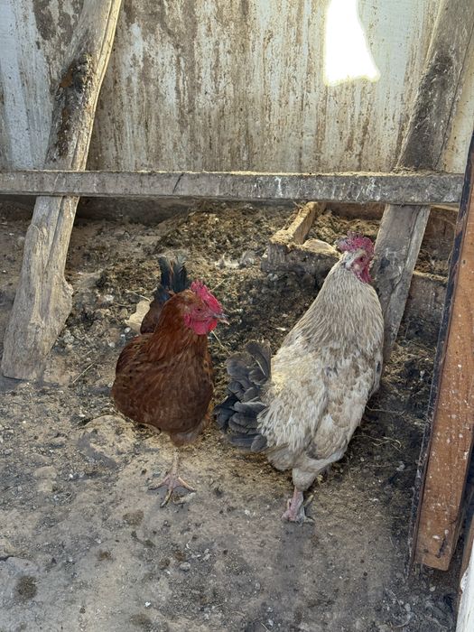 Кораз 3000 арай свежак жас