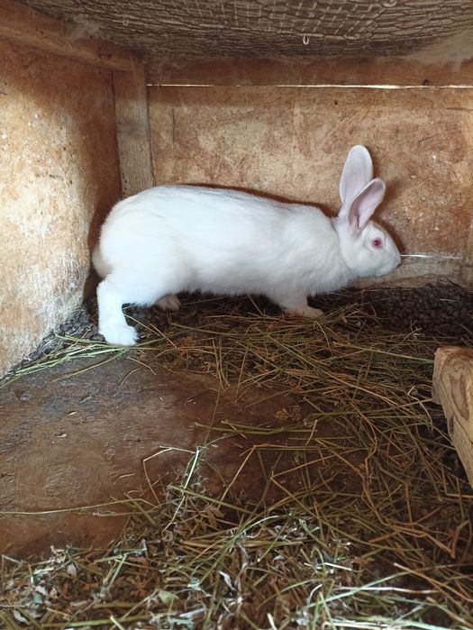 Vand sau schimb iepuri hycole francez