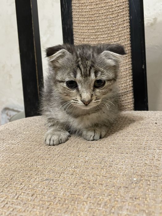 котята от породистой шотландки (полукровки)