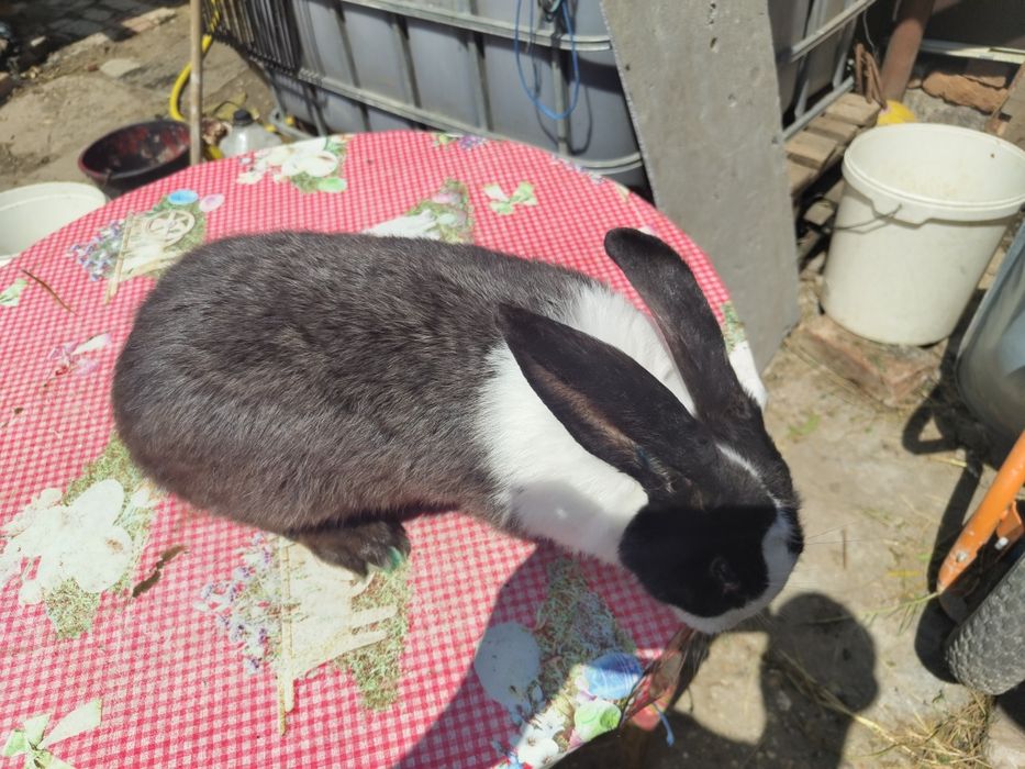 Iepure uriaș german