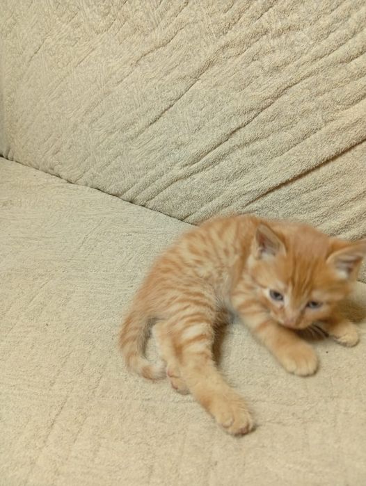 Отдам  Даром  Котят