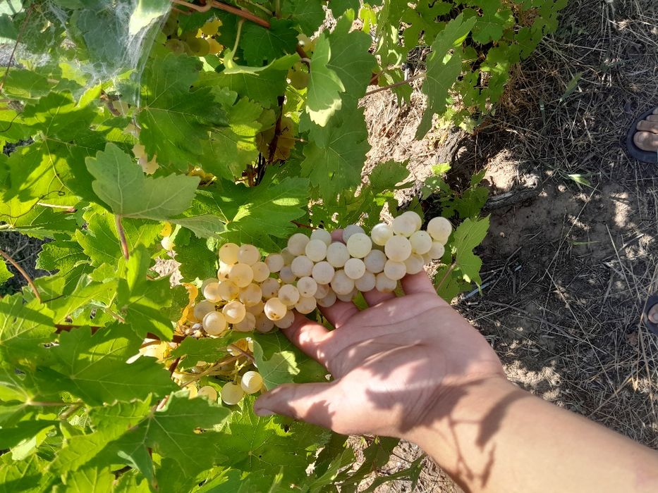 Vindem struguri  de vin