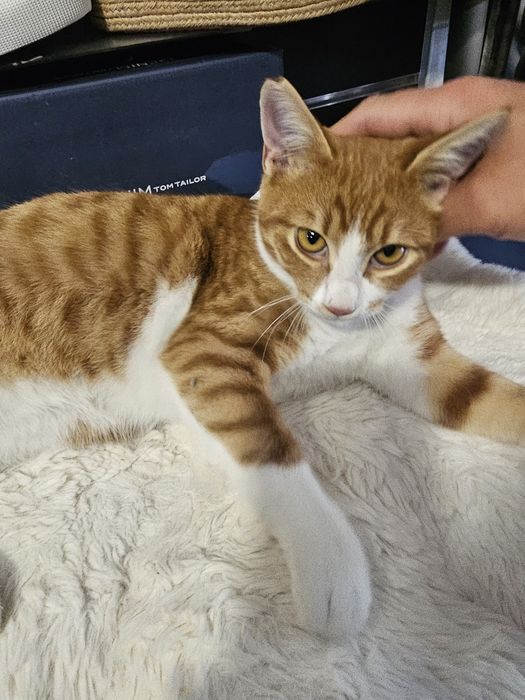 Малко кастрирано домашно коте търси дом