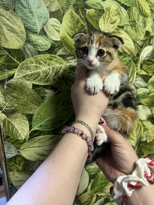 Котята вислоухие