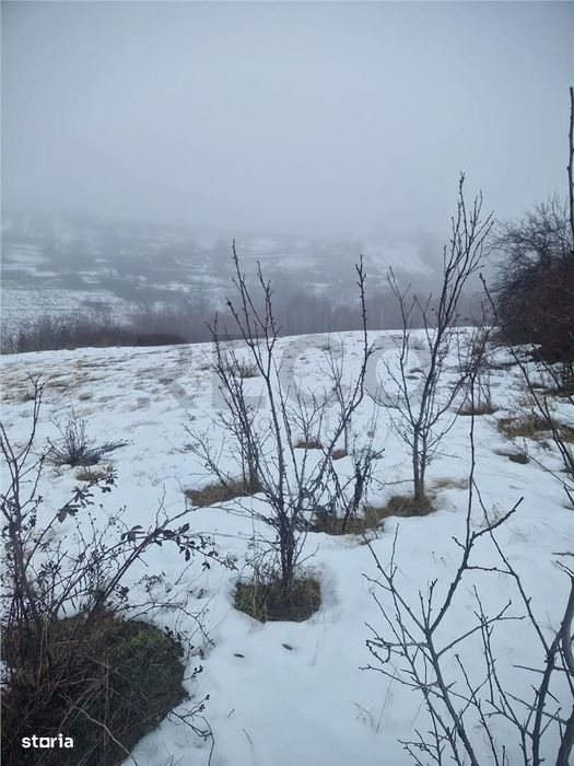 RECO, teren extravilan, Zona Sinteu, Bihor