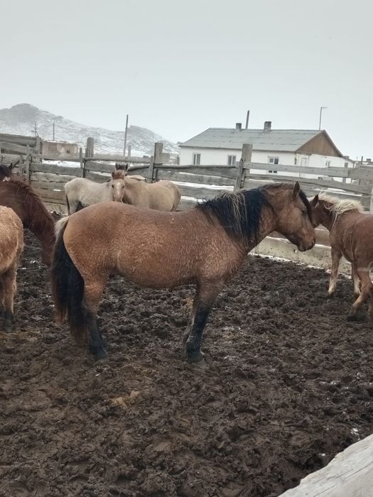 Соғым. Жабағы еті. Семейден келді.