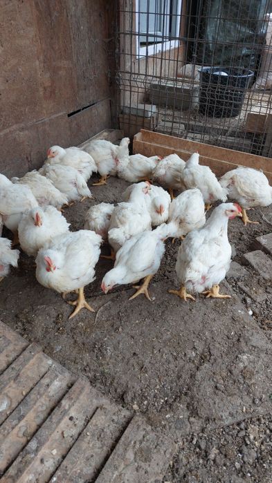 Vand pui albi de carne