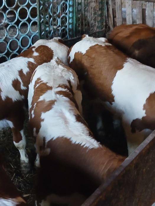 Vând viței înțărcați