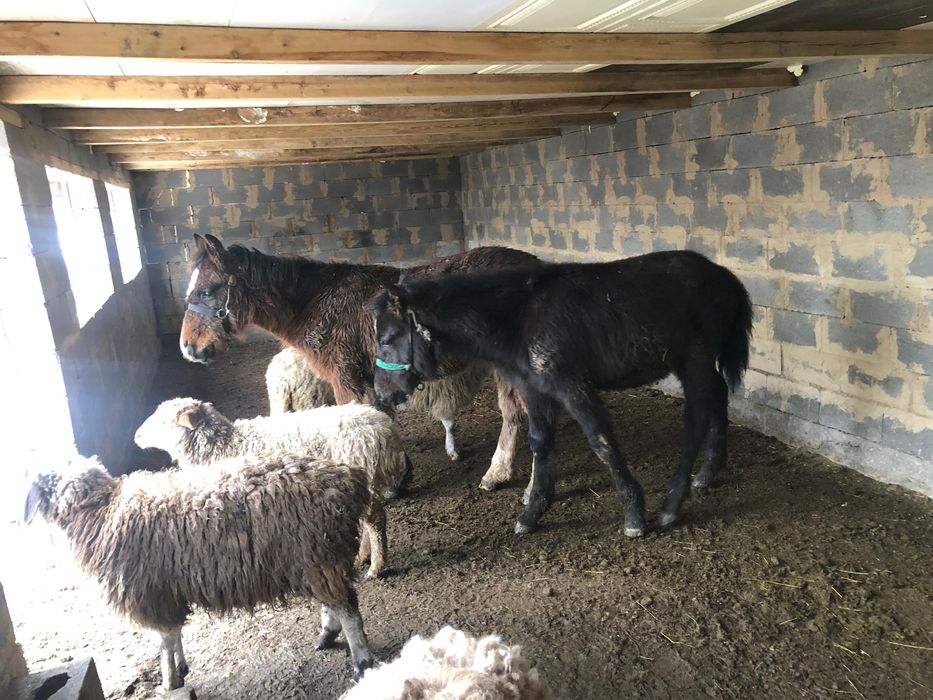 Жабағылар сатылады