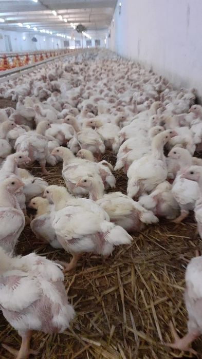 Pui  albi ,pui porumbaci, găini ,  pui de carne ,de oua,bibilici ,rate