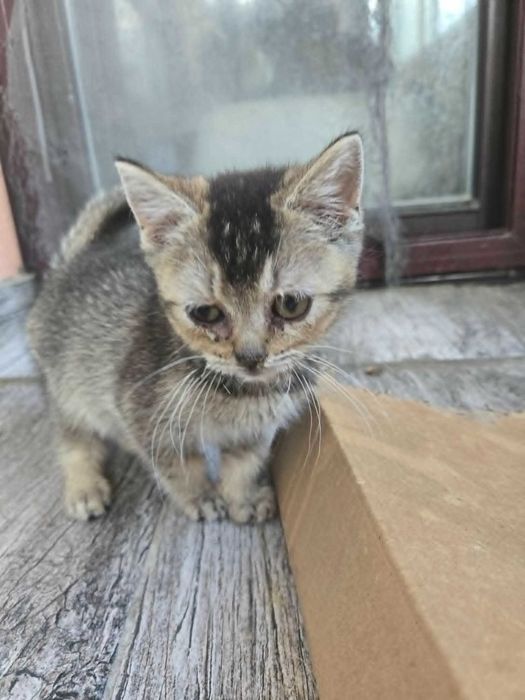 Британски котета