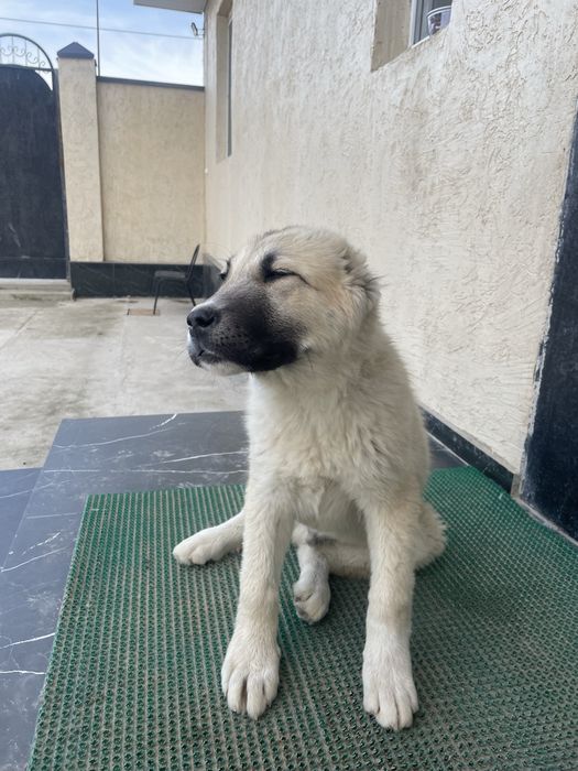 Қазақы Ит сатылады ( Аю )