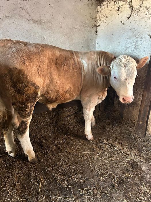 Vitel 8 luni de vanzare