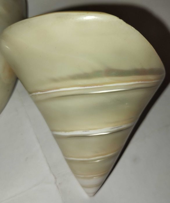 Ракушка Тихо океанская Трока Мейл или Tectus niloticus