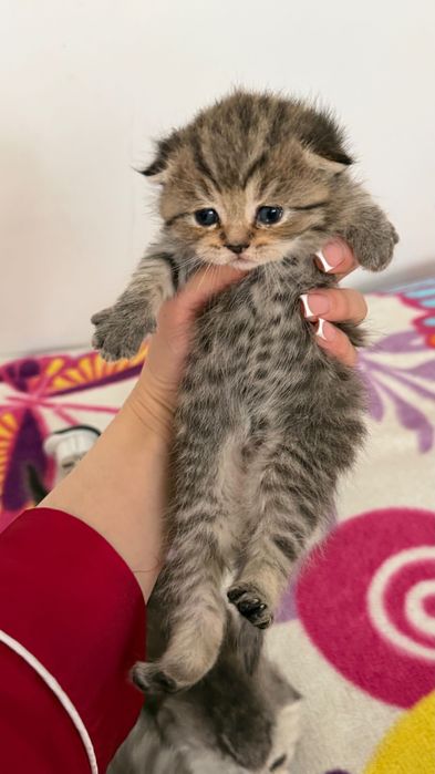 Продаётся котята