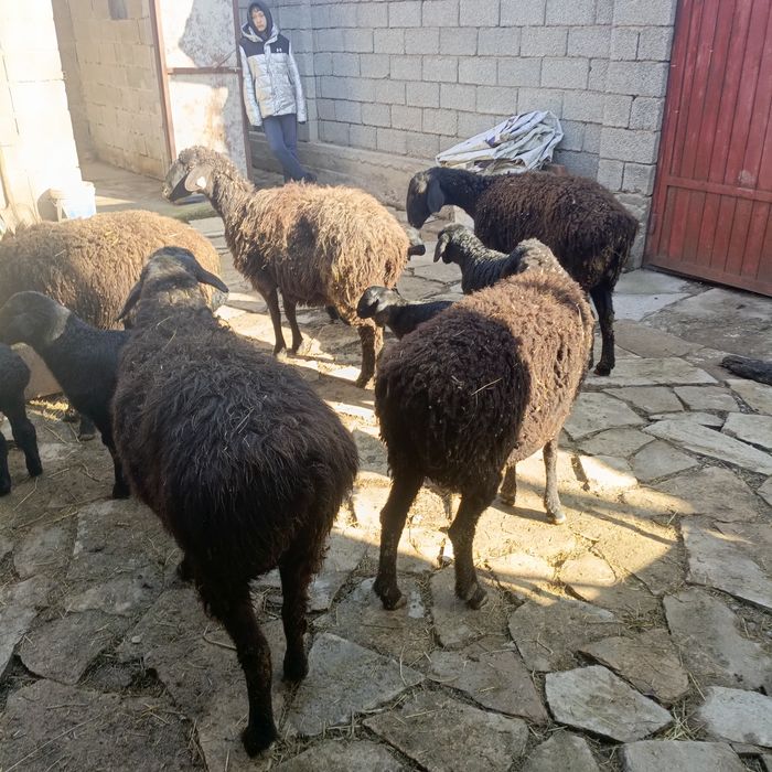 Қозылы қои 130000 саудасы бар