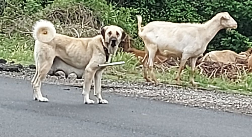 Малки Кученца Кангал С Доставка