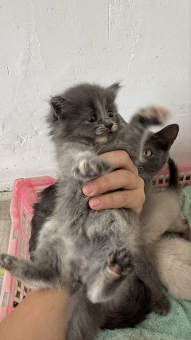 Бесплатно Британский котята