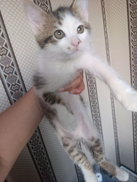 Отдам котенка в добрые руки