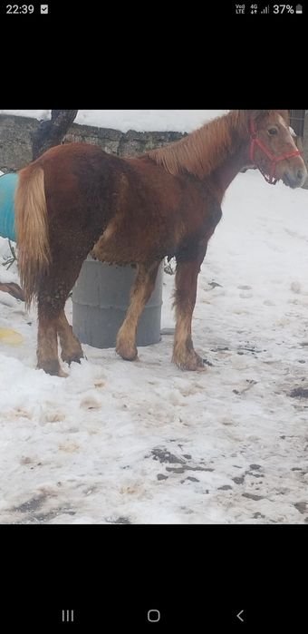 Vând mânz de șase luni