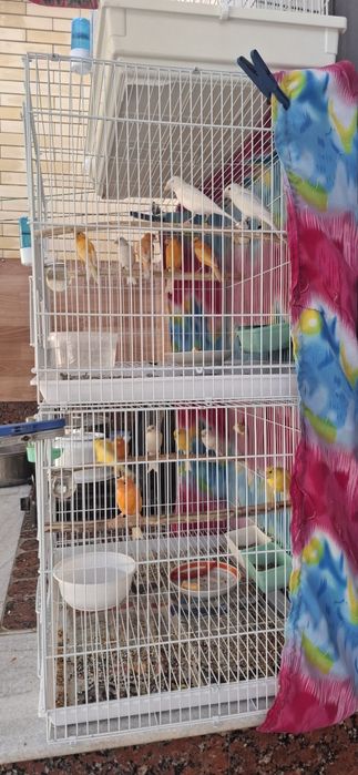 Продаётся канарейки самцы