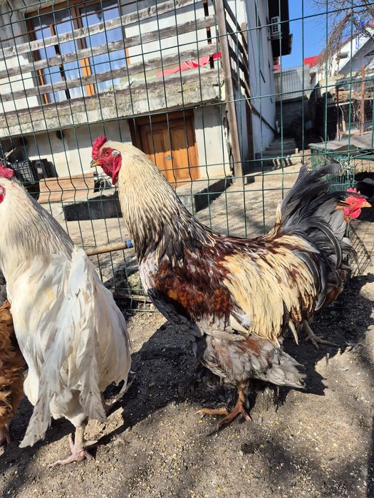 Vand 2 cocoși mari de casa, crescuți bio cu cereale