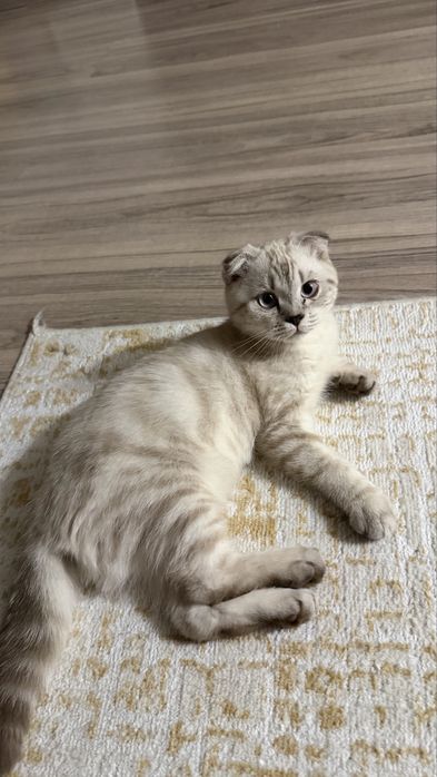 Кошка Шотладский висолухий