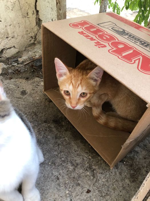 Отдам котят в добрые руки