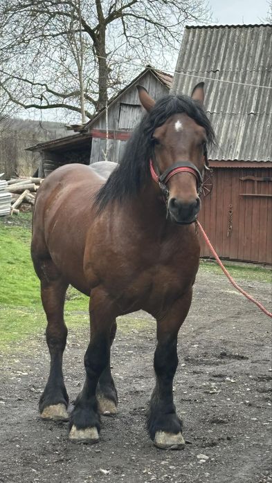 De vanzare armasar 4 ani