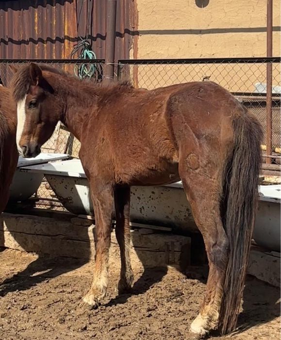 Тез арада,сатылымға үйір жылқы шығарылады!