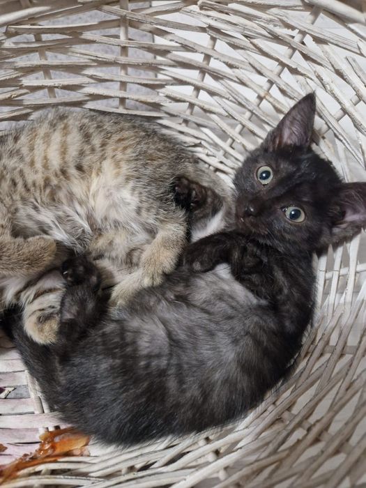 Милые котята ищут дом