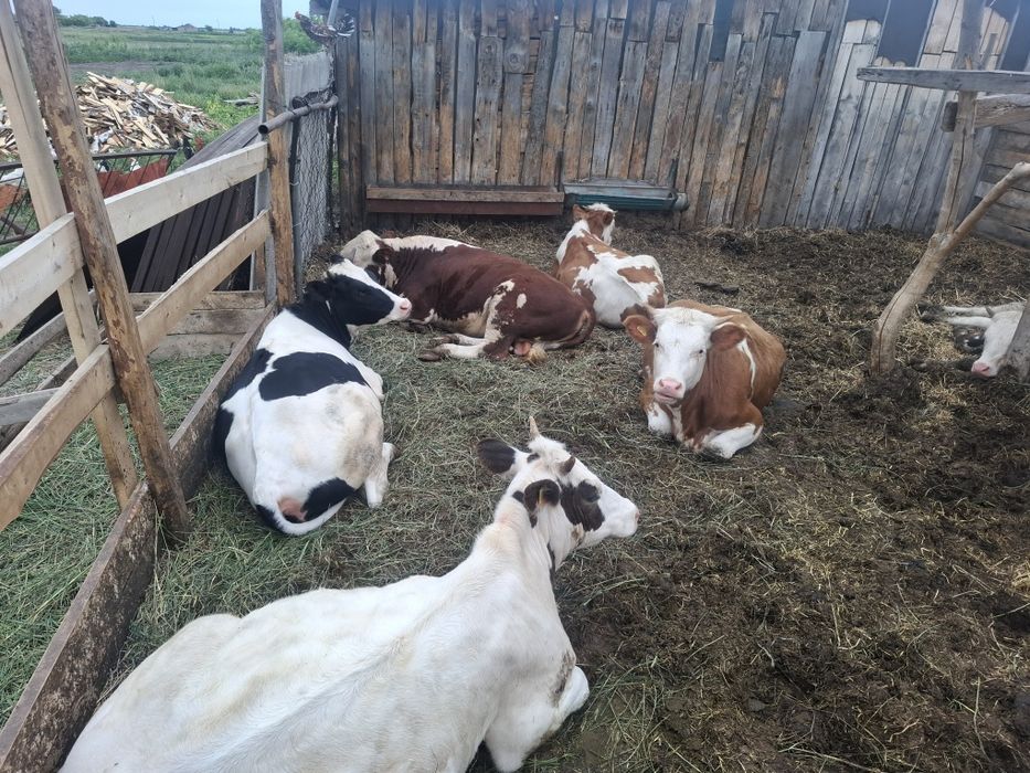 Продам стельных телок