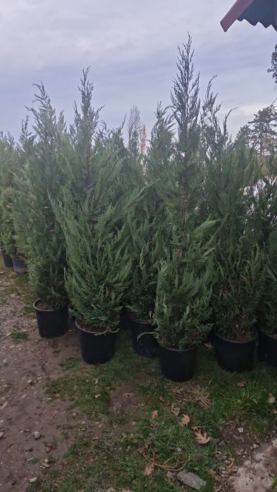 Platan artar mesteacăn copaci