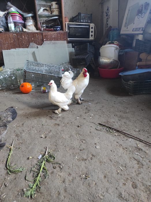 Япончалар сотилади