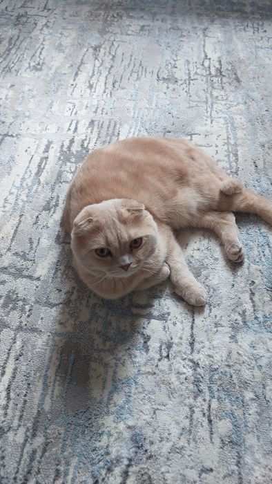 Mushuk skottish fold