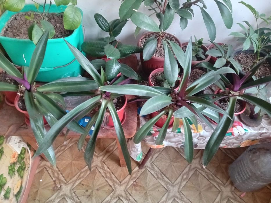 Традесканция покрывальчатая, Рео