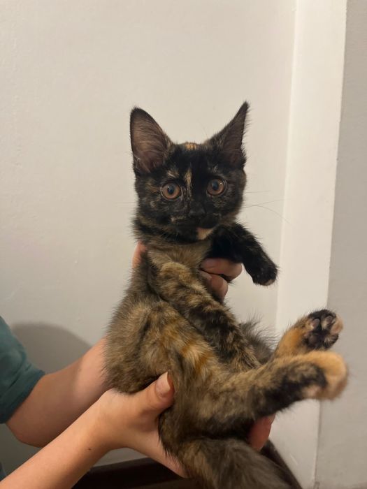 Котята здоровые,ласковые