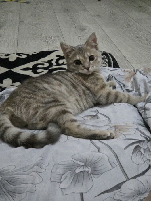 Отдам котенка срочно