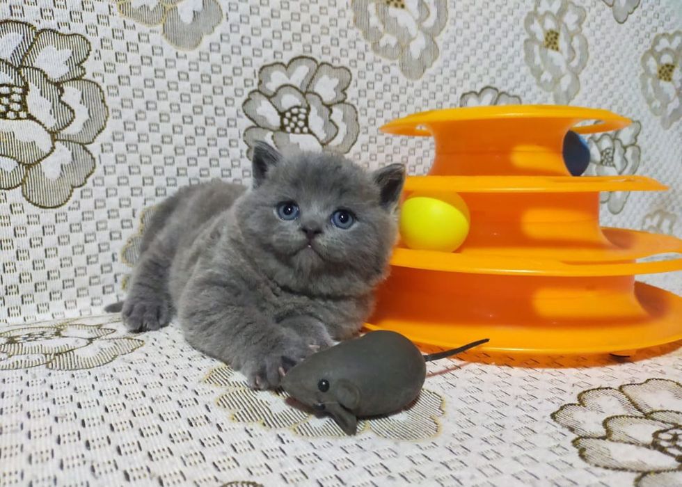 Британские Нежные Плюшки.