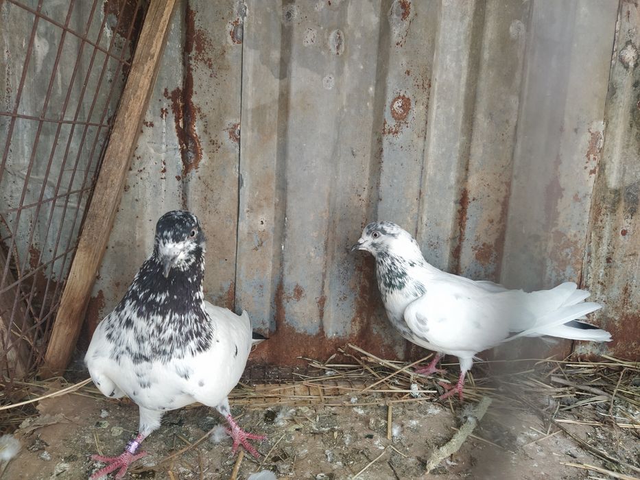 Пакистанецы Два Самца