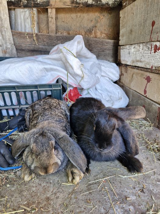 Vand 2 femele berbec german în vârstă de 2 luni jumate