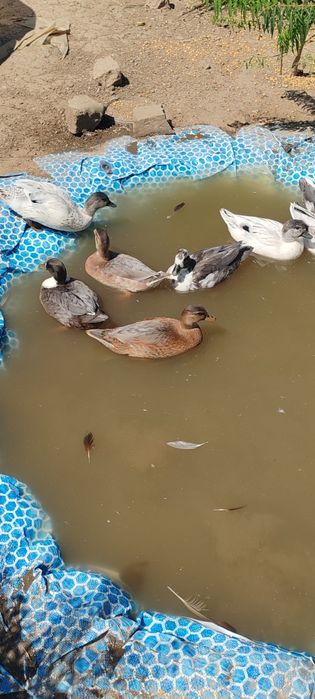 Rațe pitice olandeze