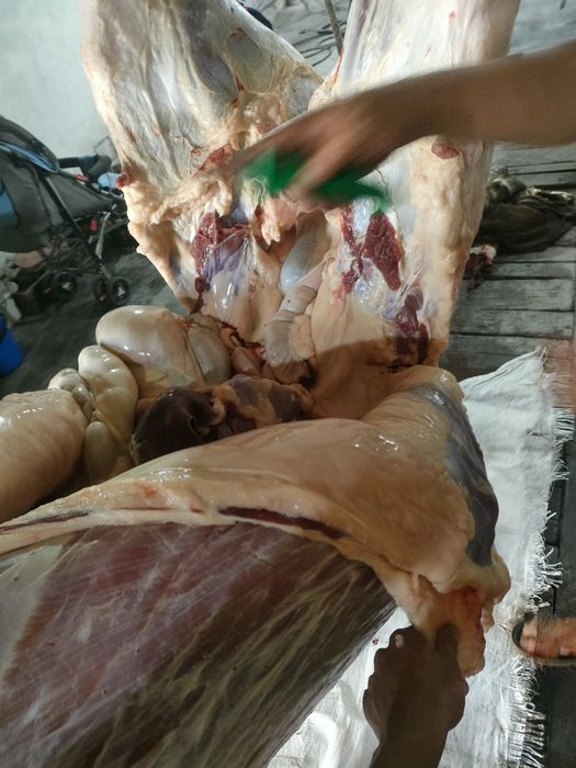 Откорм тай байтал