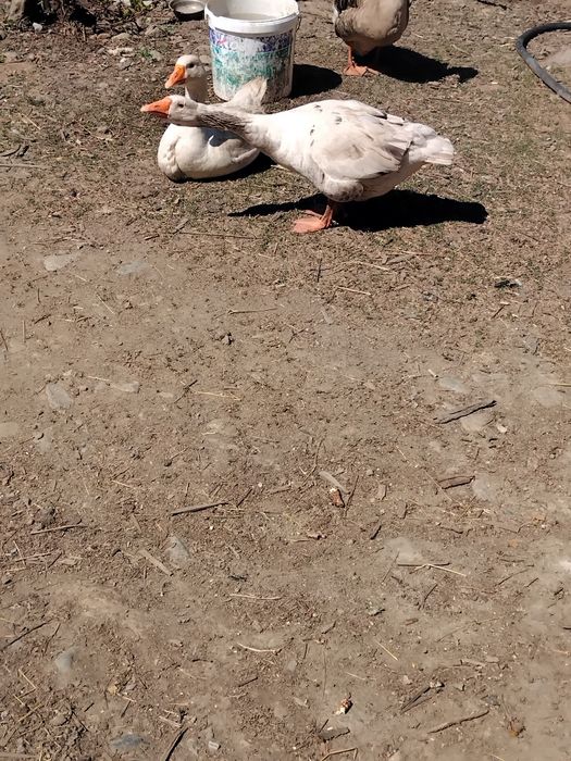 Gâscan de vanzare