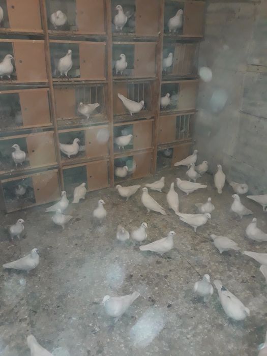 Porumbei voiajori albide vânzare 50 lei bucata