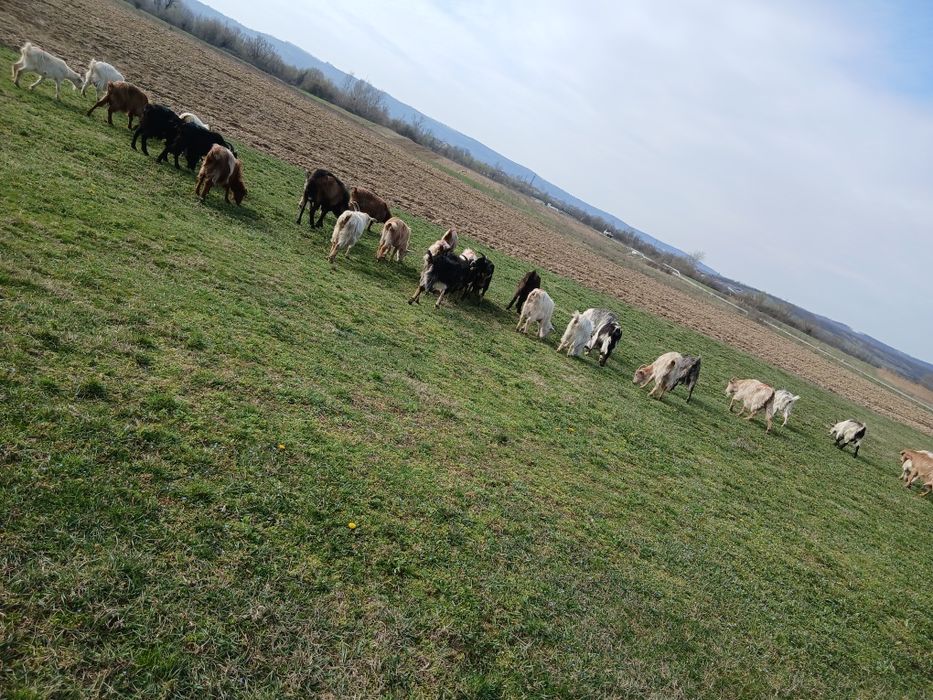 Vând capre cu iezii